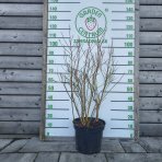 Čučoriedka kanadská (Vaccinium corymbosum) - čučoriedkové KVARTETO 4v1, výška 80-100 cm, kont.C20L 